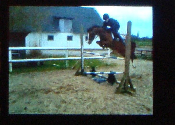 Welsh Pony af Cob-type (sec C) DON JUNIOR - Seje Junior over 120 cm. 5 gang han springer med rytter! Seeejt!! Så stolt:D. billede 18