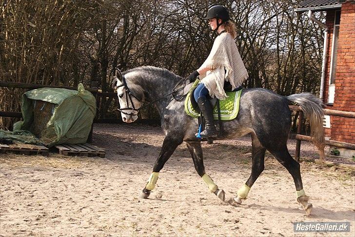 Oldenborg Cassandra *STJERNE* - Cassemusen efter næsten 8 måneders ridepause! Var så sød!<3 Marts 2012 *Foto: Amalie* billede 19