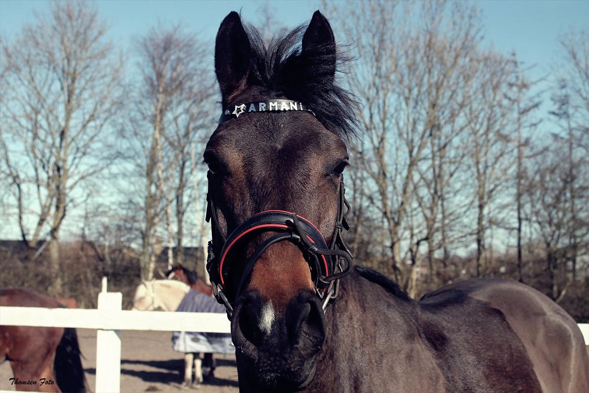 Anden særlig race Giorgio Armani - Velkommen til Armanis profil, smed en bedømmelse og en kommentar :-D billede 1