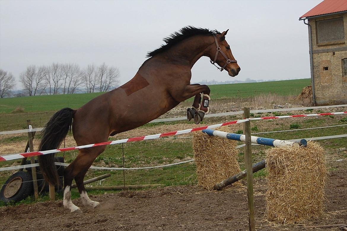 Dansk Varmblod Amour´s Don Cacier - cacier løsspringer fo første gang marts 2012 billede 44