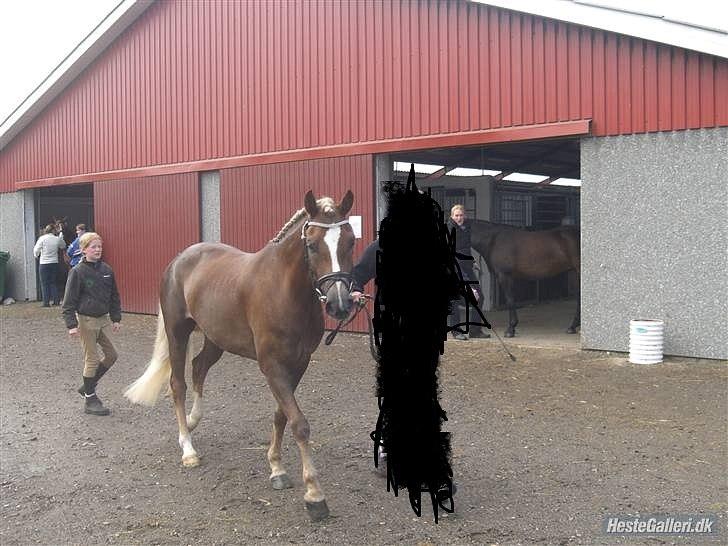 DSP BJ´S Eisia  - Smukkeste pony! billede 14