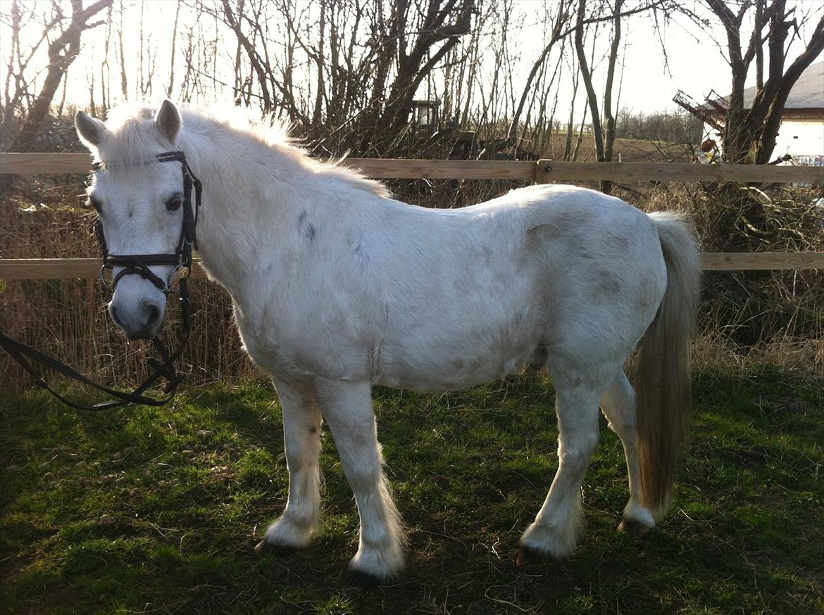 Welsh Mountain (sec A) Rosso Bianco - Elsker det billede. Min lille pony :-)
30-03-12 Foto: Ninna billede 3