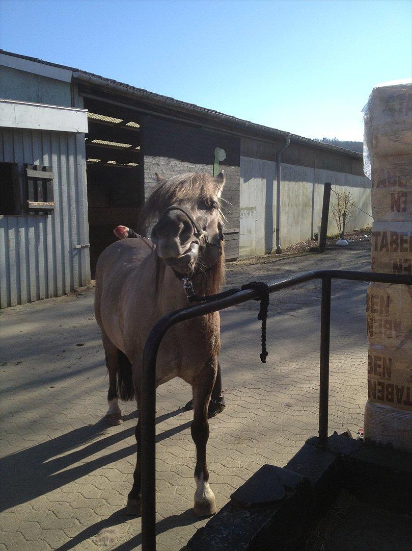 Anden særlig race S.I.R's Bertha - Mie jeg gider ikke mere jeg vil ind nu billede 7