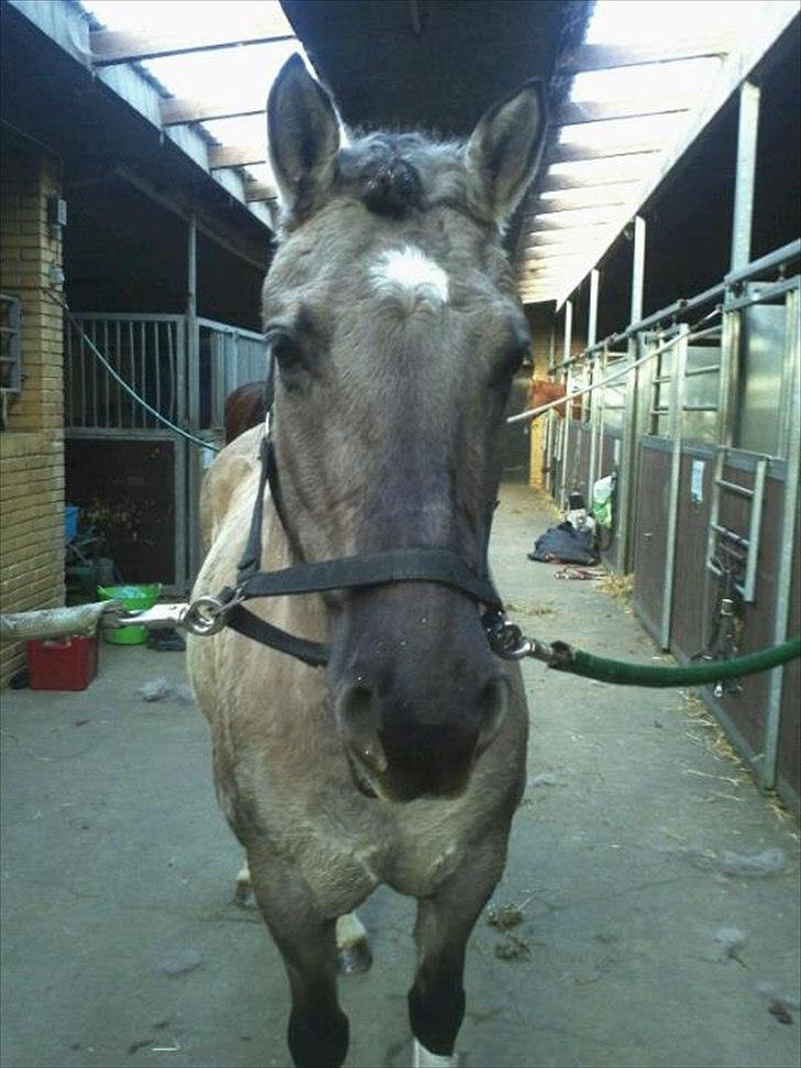 Anden særlig race S.I.R's Bertha - Berta der er blevet stylet inden første stævne billede 10