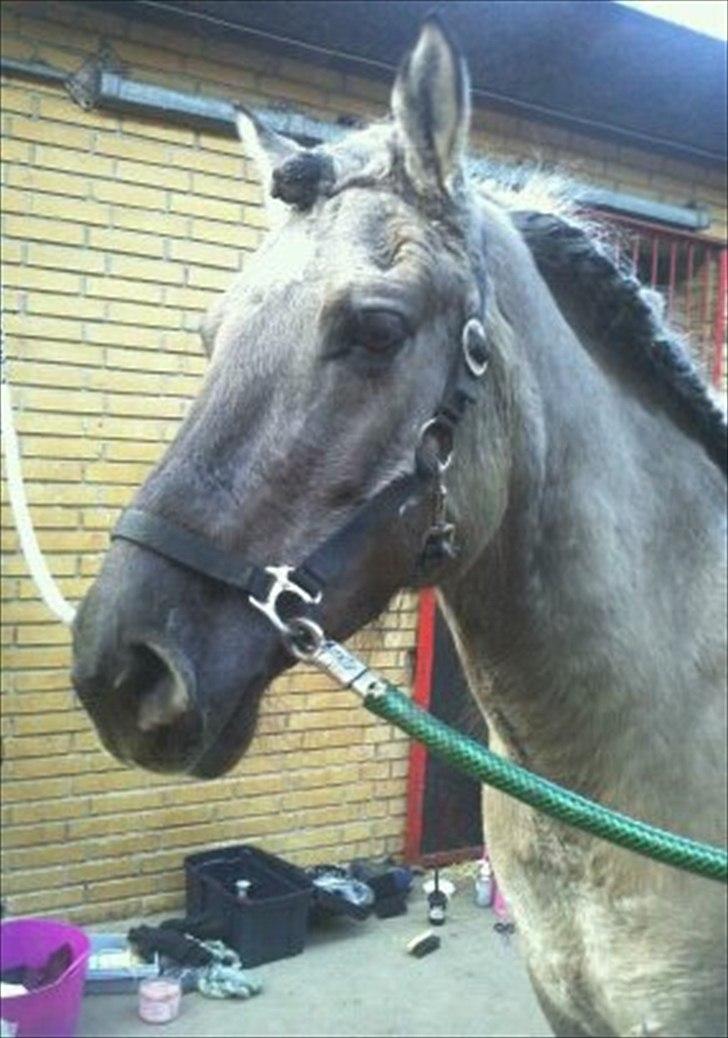 Anden særlig race S.I.R's Bertha - smukke pony<3 billede 13