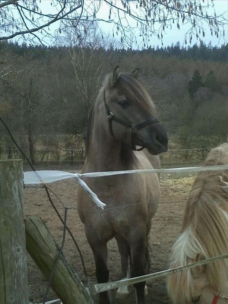 Anden særlig race S.I.R's Bertha - Berta nyder at være på fold billede 14