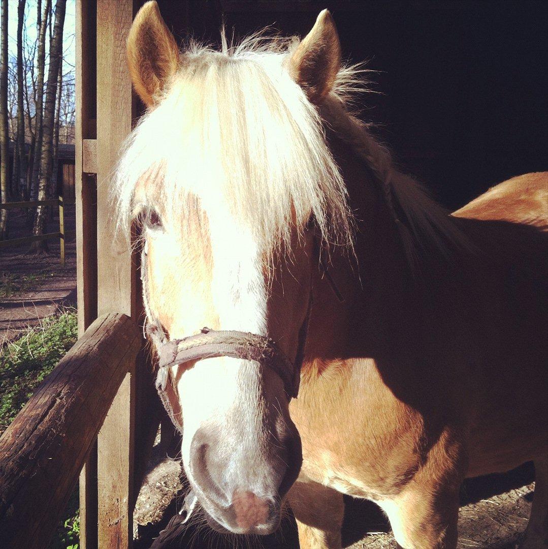 Haflinger Absalon billede 6