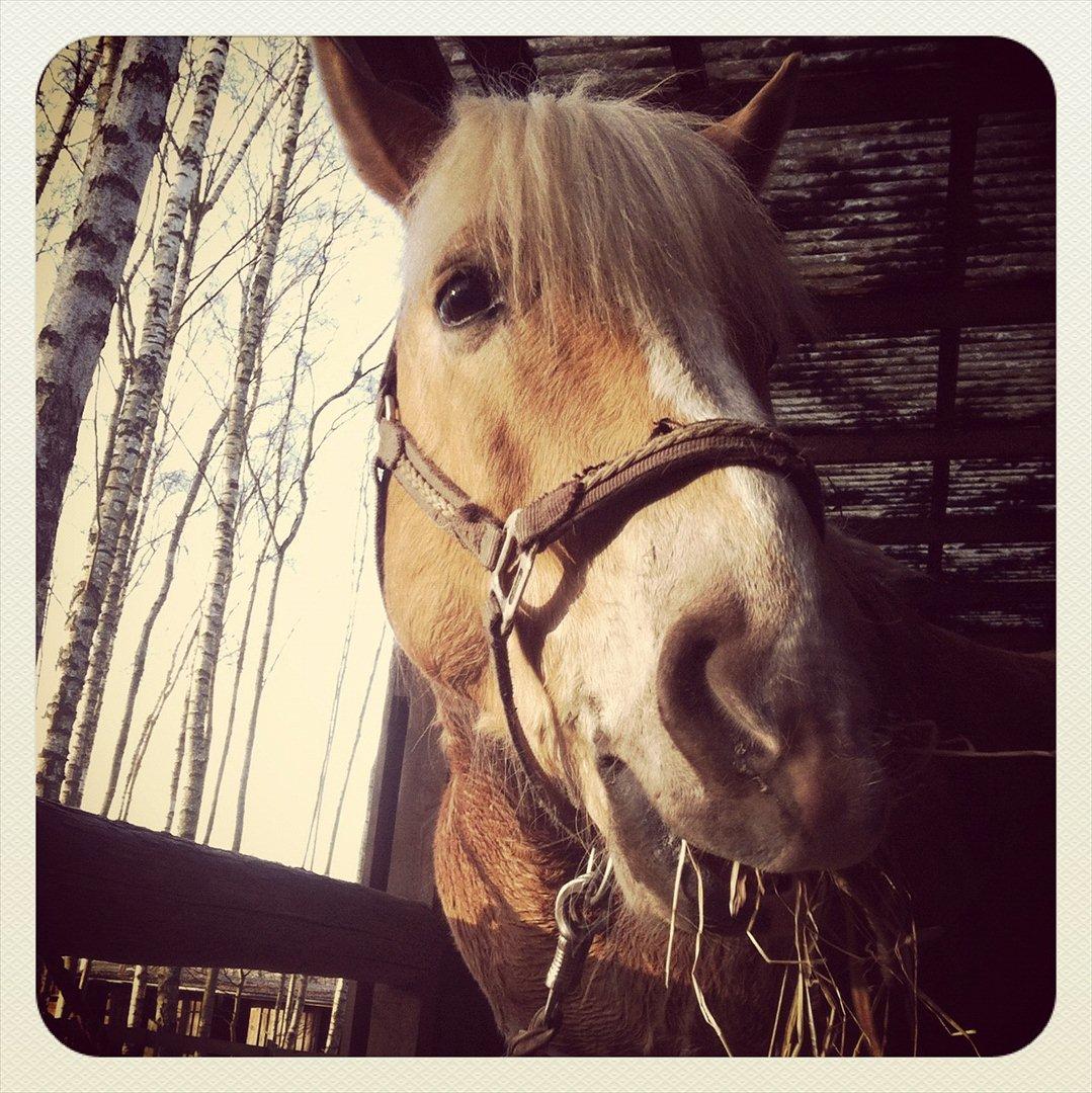 Haflinger Absalon billede 7