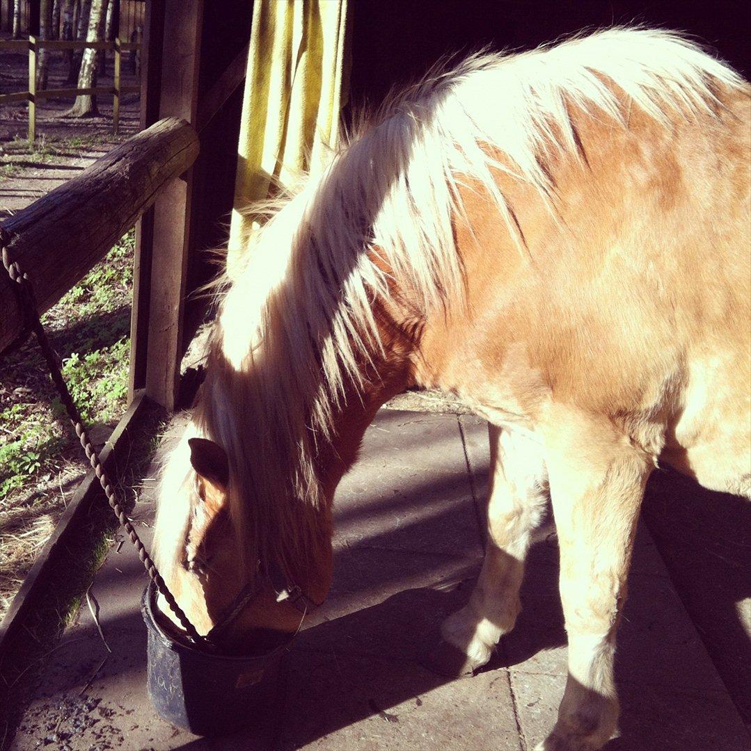 Haflinger Absalon - *8 (Får de daglige vitaminer) billede 11