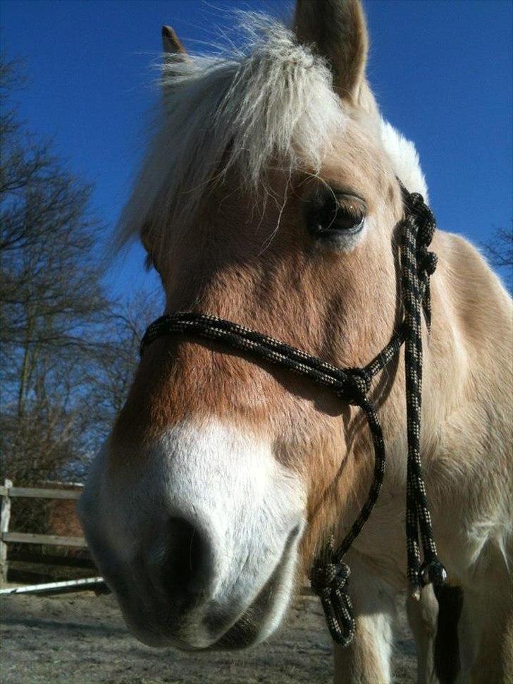 Fjordhest  Bjarke<3 | My life<3 <3  - He is the reson why i stay.<3  [Foto: Mig] billede 2