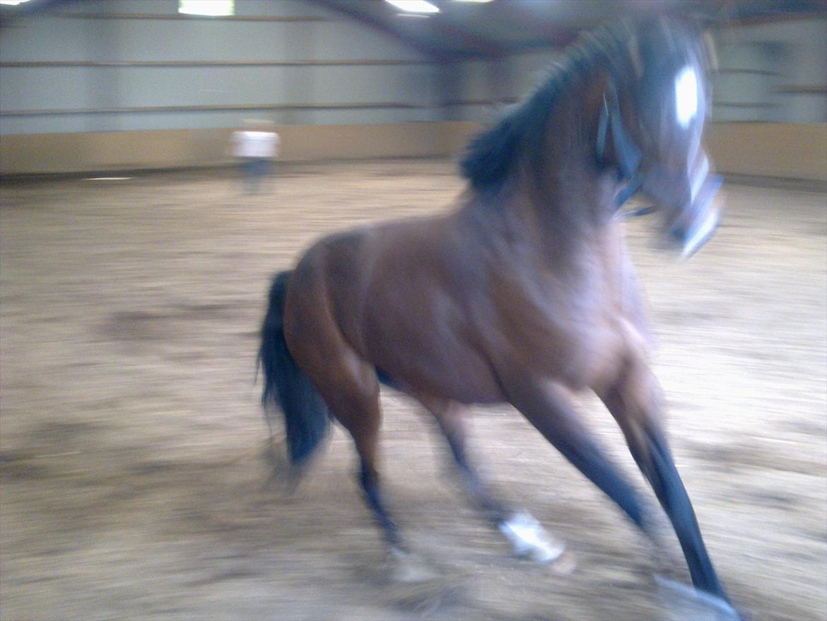 DSP Solvanggårds Kiki SDH 392 - 26/5/2010.. Bremsen virker :-D billede 4