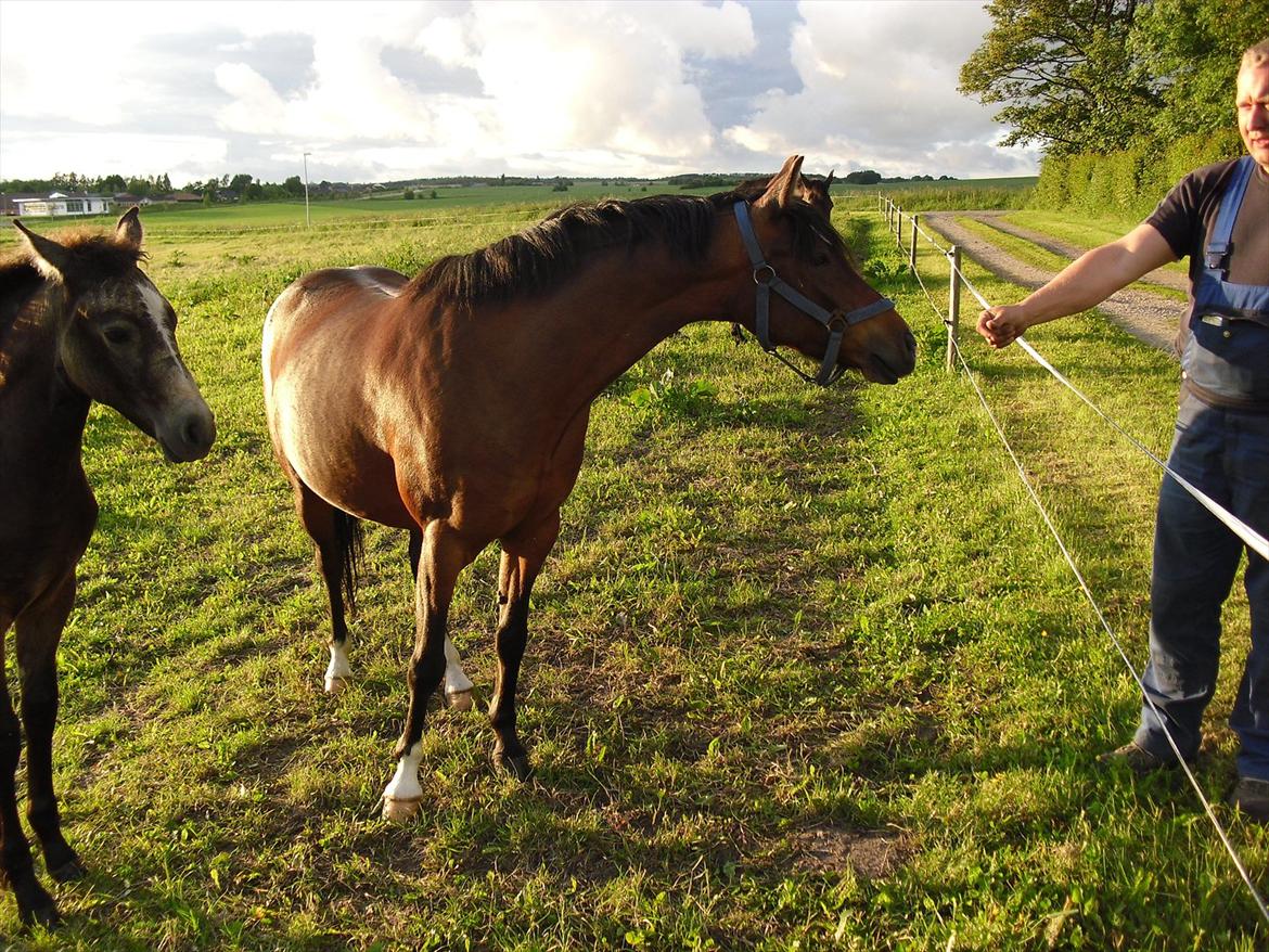 DSP Solvanggårds Kiki SDH 392 - 19/6/2010.. Sommergræs billede 6