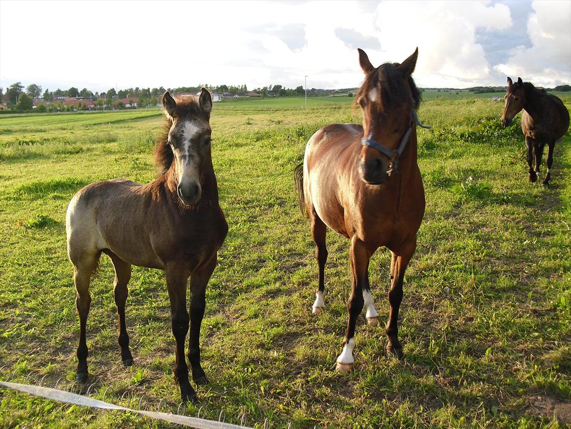 DSP Solvanggårds Kiki SDH 392 - 19/6/2010.. Kiki (til højre) og Zantia billede 7
