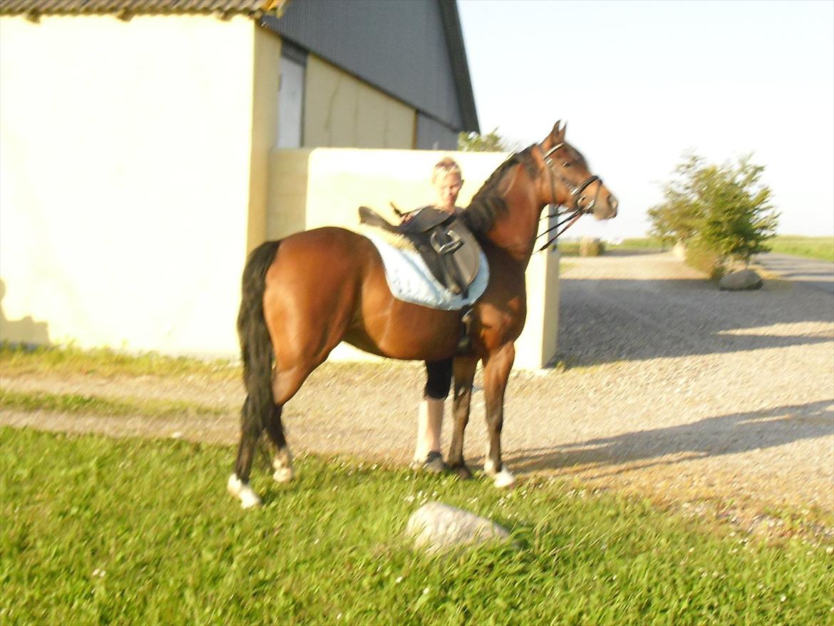 DSP Solvanggårds Kiki SDH 392 - Juli 2010.. En lidt rund Kiki.. billede 8