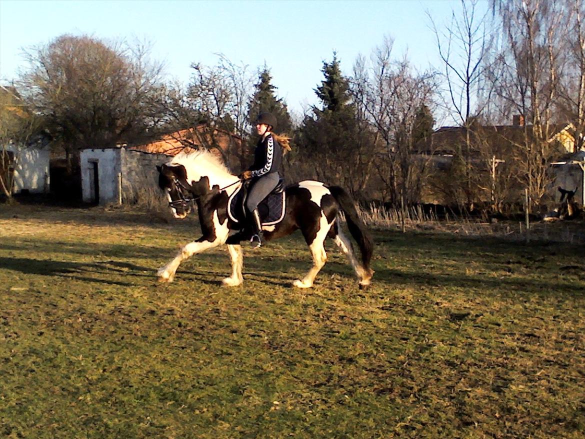 Barockpinto Chess Stensbæk billede 3