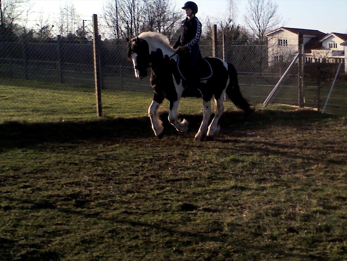 Barockpinto Chess Stensbæk billede 4