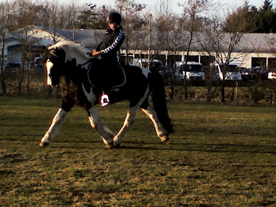 Barockpinto Chess Stensbæk billede 1