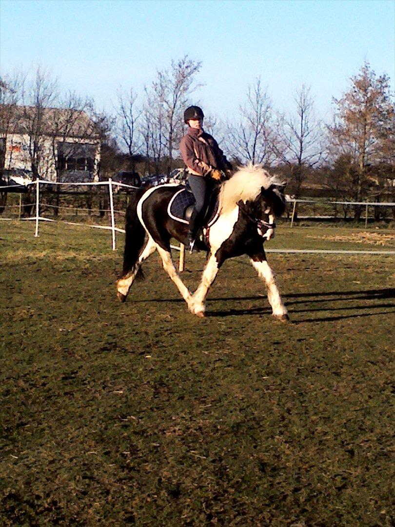 Barockpinto Chess Stensbæk billede 2