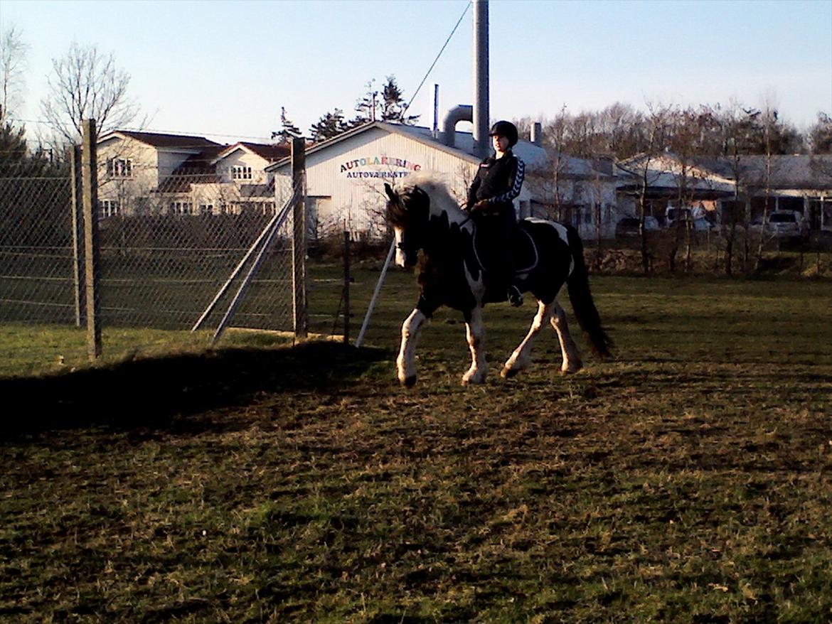 Barockpinto Chess Stensbæk billede 5