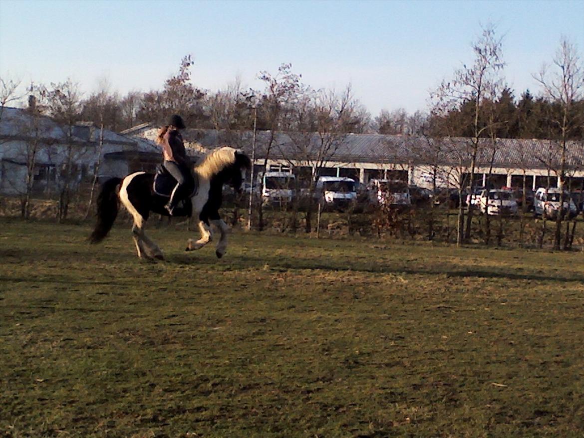 Barockpinto Chess Stensbæk billede 6