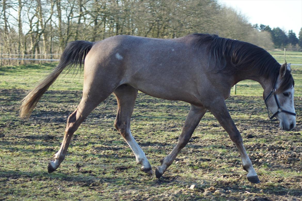 Arabisk fuldblod (OX) Ibn El Ghalahad (Allan) billede 12