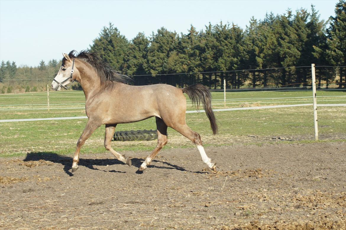 Arabisk fuldblod (OX) Ibn El Ghalahad (Allan) billede 13