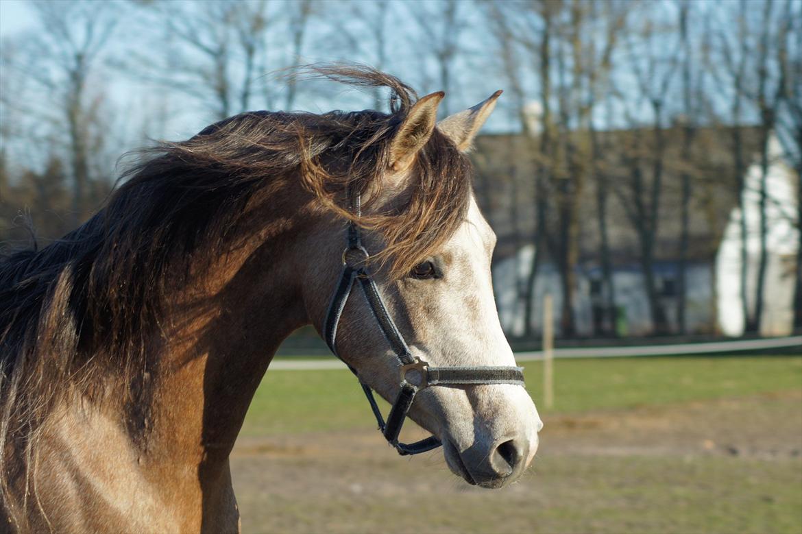 Arabisk fuldblod (OX) Ibn El Ghalahad (Allan) billede 14