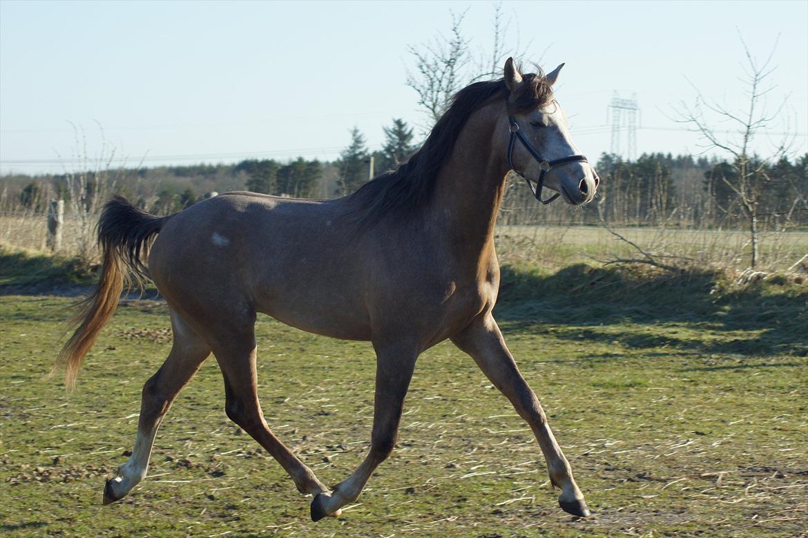 Arabisk fuldblod (OX) Ibn El Ghalahad (Allan) billede 15