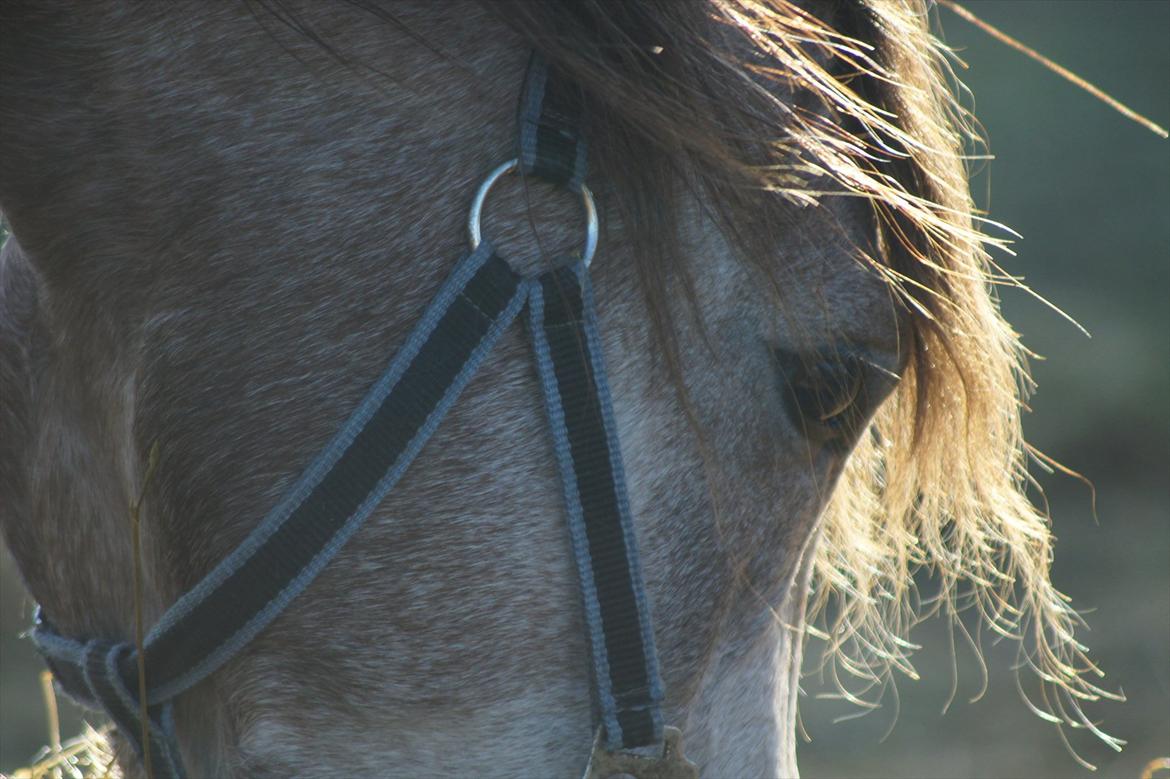 Arabisk fuldblod (OX) Ibn El Ghalahad (Allan) billede 16