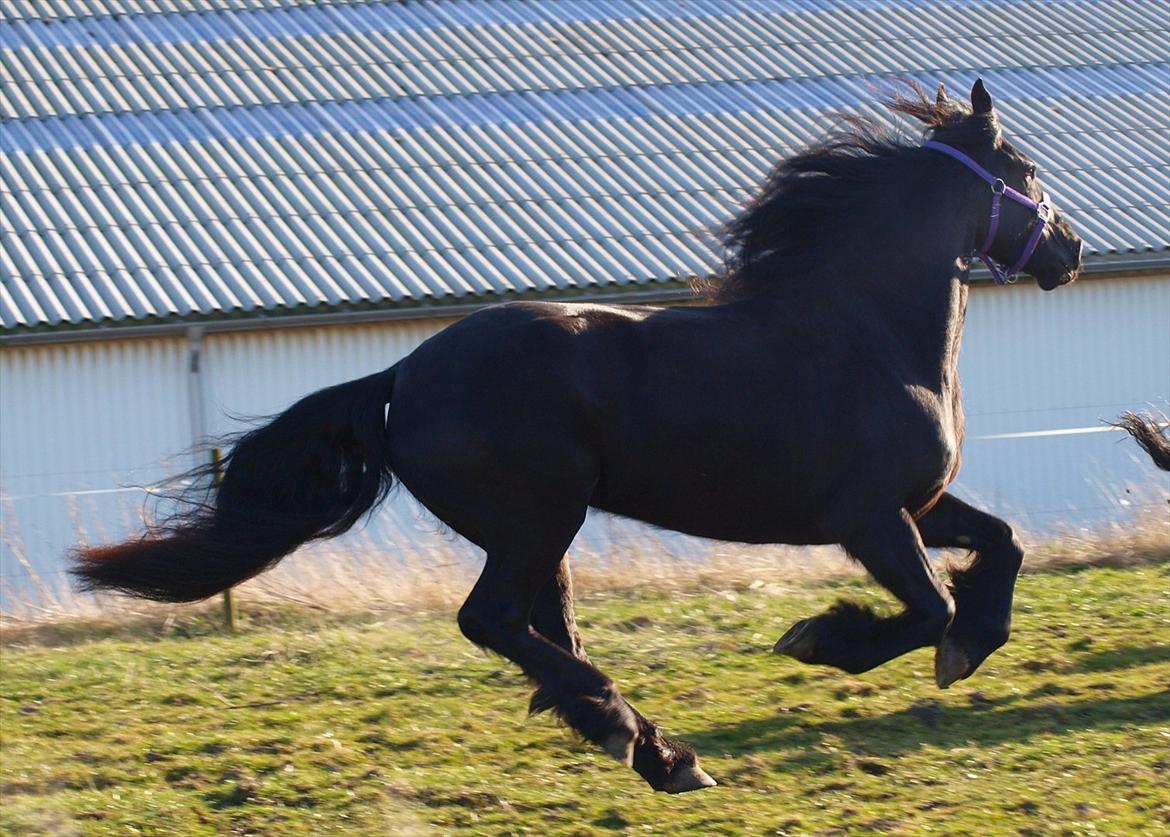Frieser Baukje Van De Martini solgt billede 14
