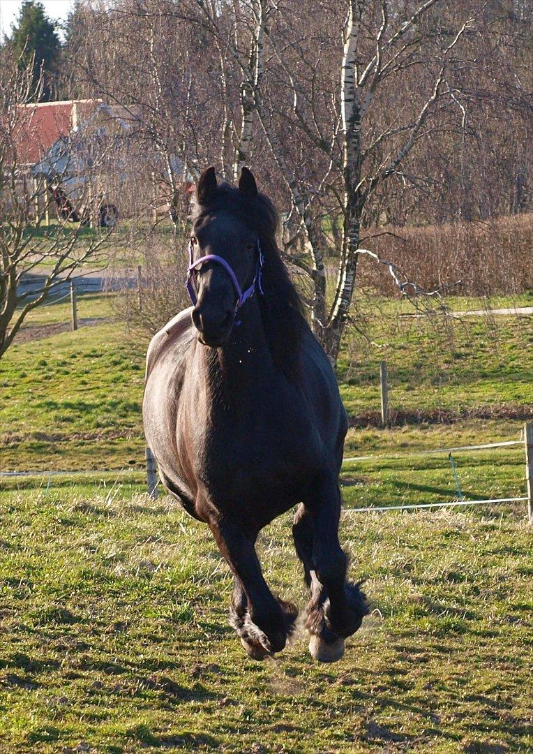 Frieser Baukje Van De Martini solgt billede 15