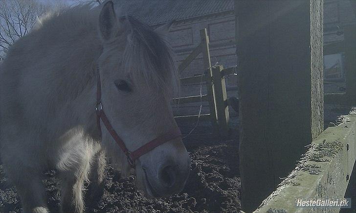 Fjordhest Saga - Hej med dig:-)  billede 1