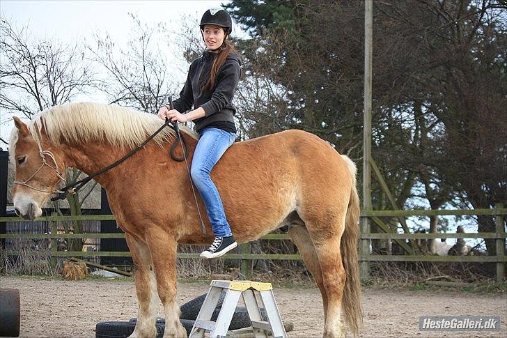 Haflinger Asmund *Hingst* - Han er så dygtig! billede 8