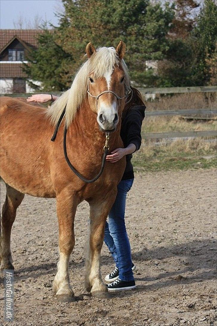 Haflinger Asmund *Hingst* - Nyt - Nuttet! billede 15