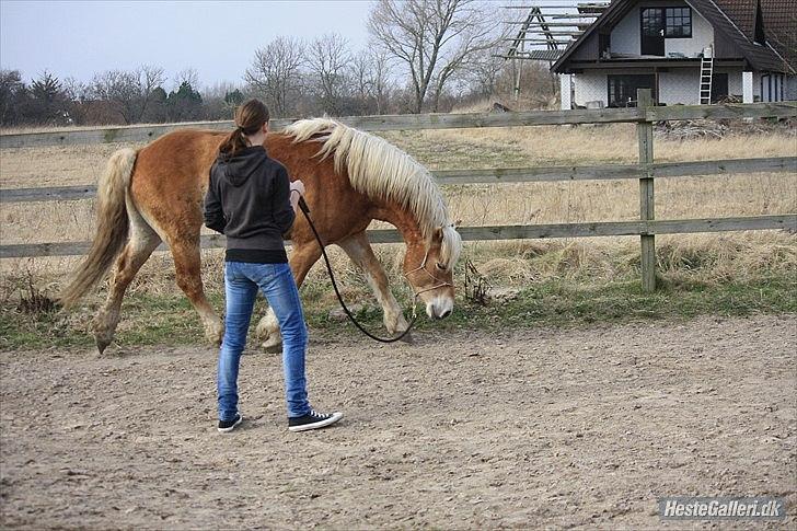 Haflinger Asmund *Hingst* - Cirkelleg  billede 7
