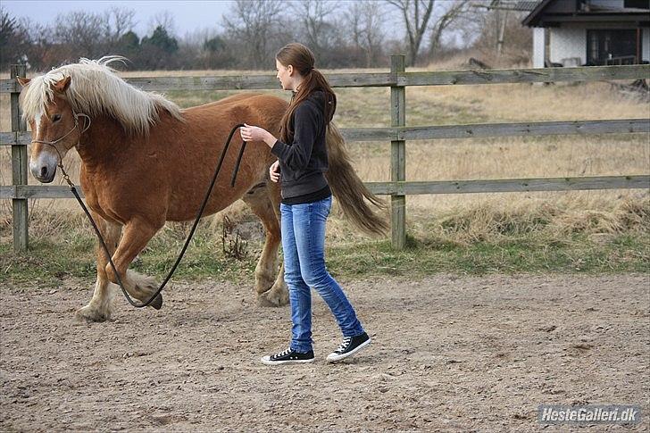 Haflinger Asmund *Hingst* - Lækker lille dreng jeg har mig! billede 16