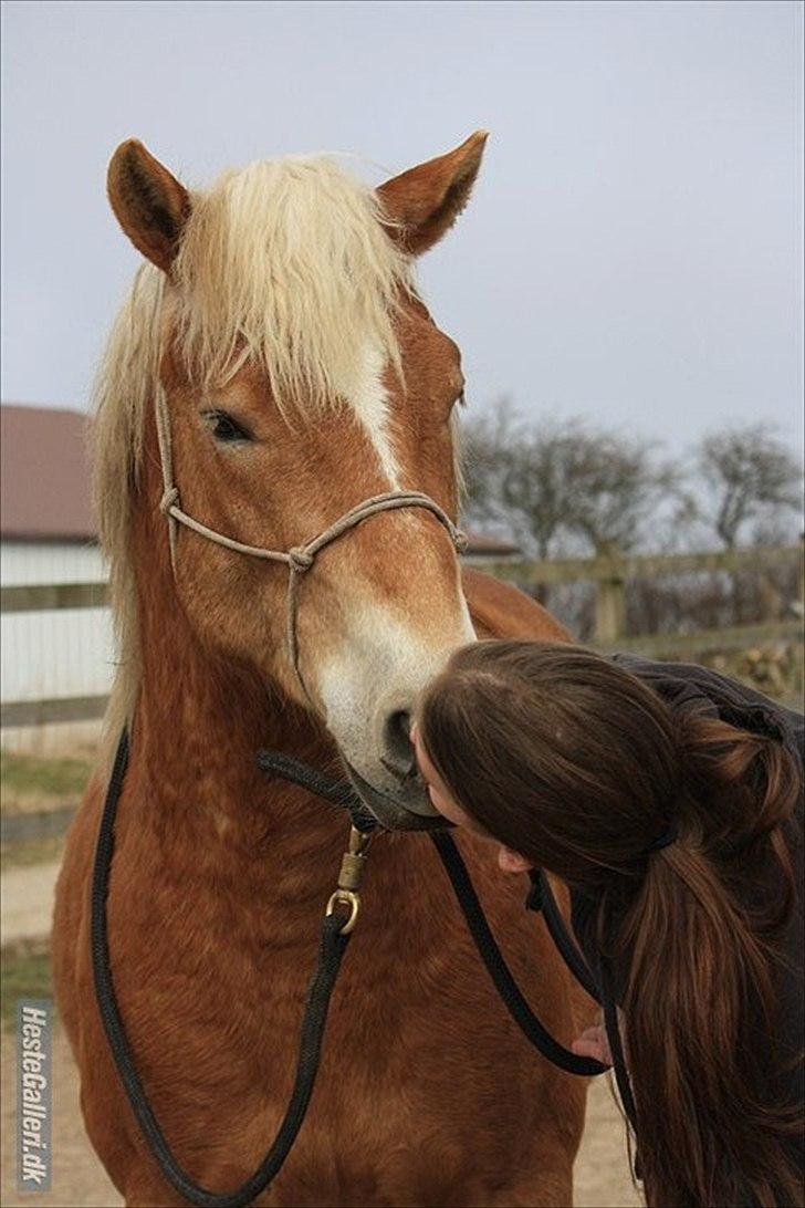 Haflinger Asmund *Hingst* - Møs :* billede 13
