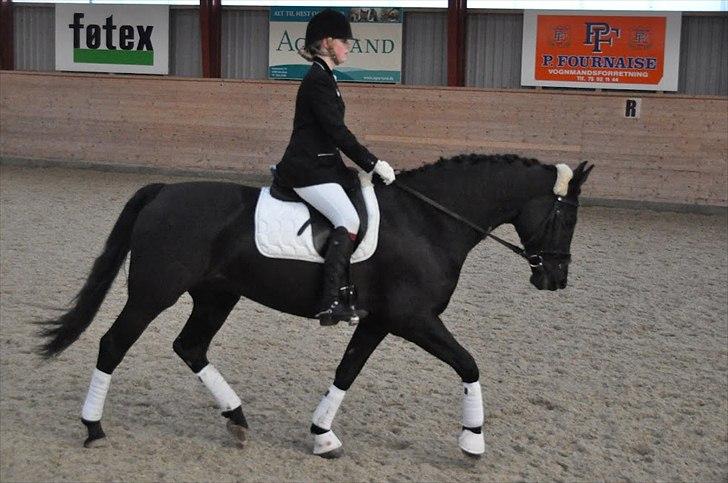 Dansk Varmblod Amy<3 Stjerne på himlen <3 - Fiiin, her under trav og letridning til vores første stævne<3

Foto: Amanda:D billede 7