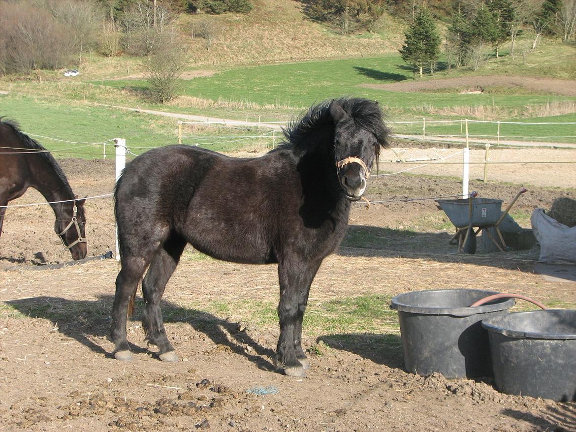 Dartmoor Babe´s Jamilla billede 17