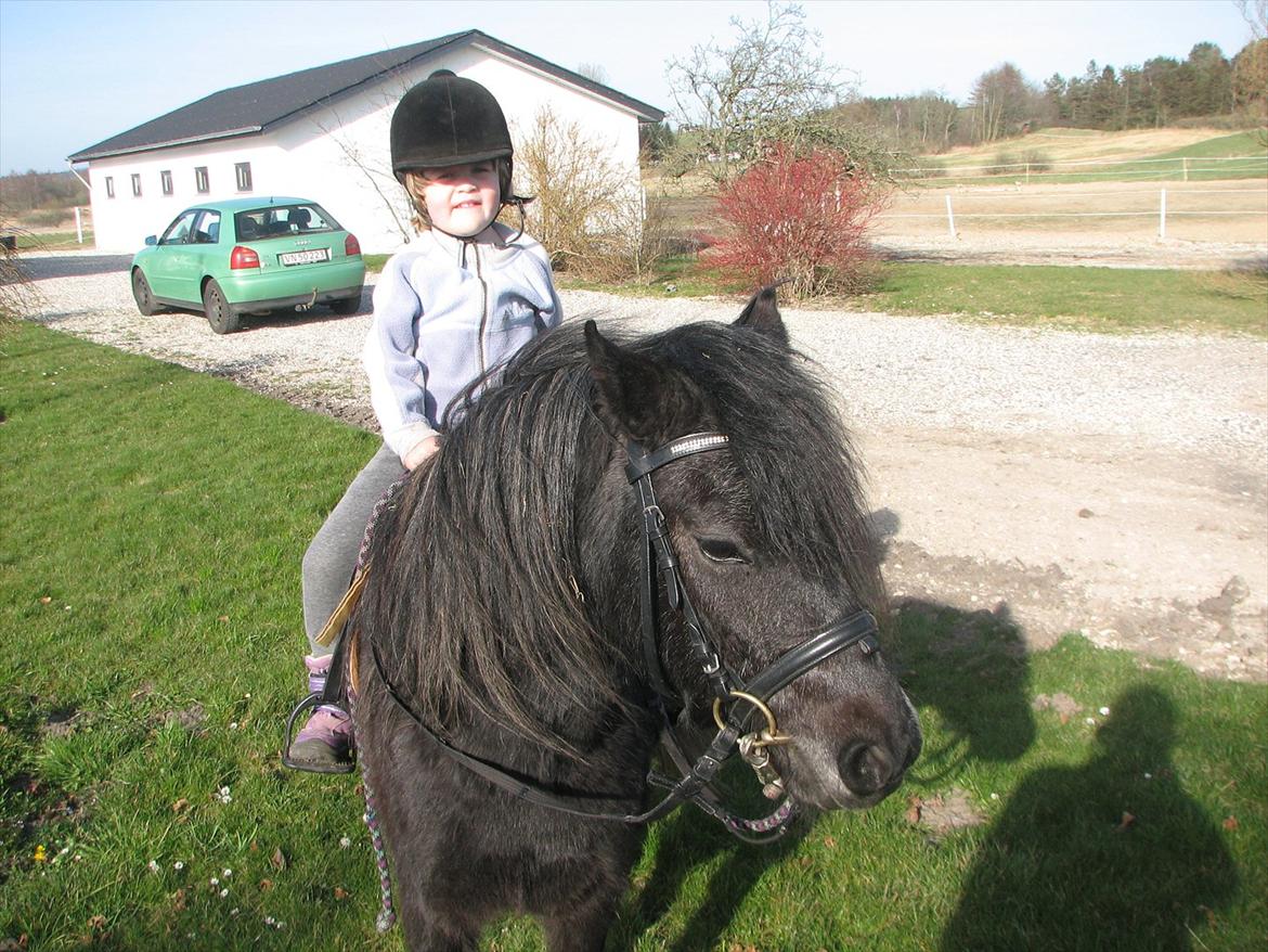 Dartmoor Babe´s Jamilla billede 18