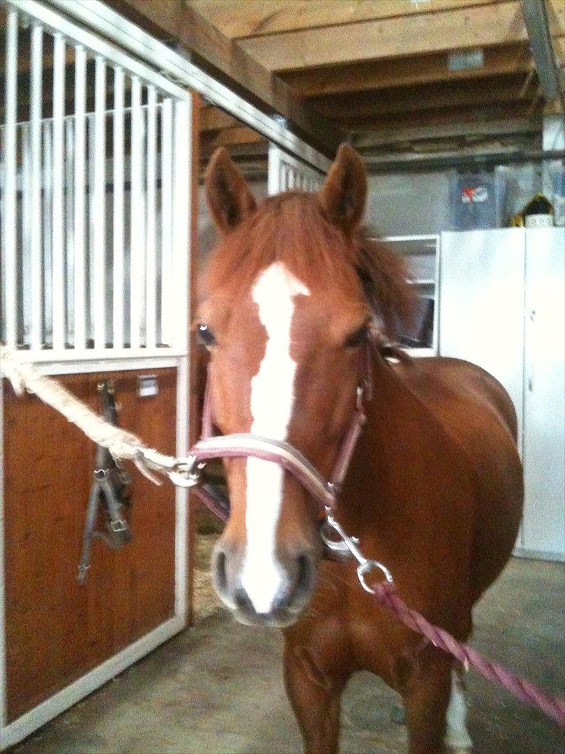 Welsh Mountain (sec A) Je'taime - En dejlig dag i stalden...<3 billede 12