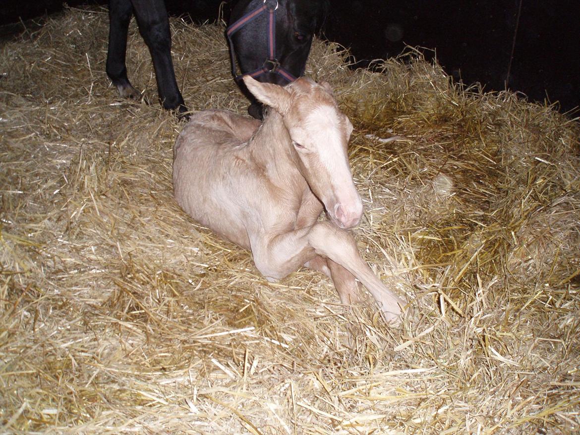 DSP Lykkebo Concordio billede 4