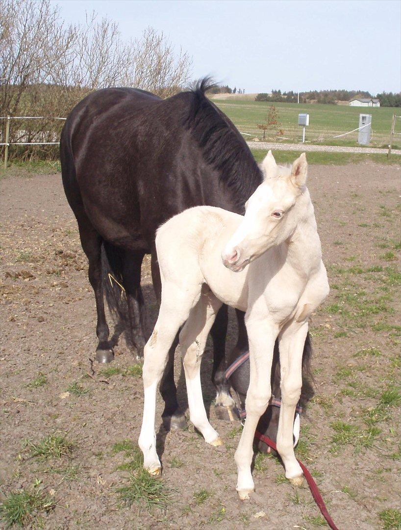 DSP Lykkebo Concordio billede 5