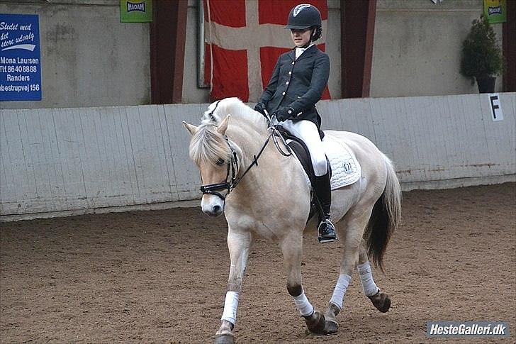 Fjordhest Lucas Kaptain(SOLGT) - Lykkeshøj Haribo stævne! billede 12