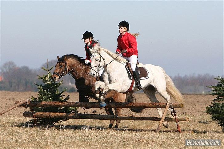 Tysk Sportspony Matador [Matte] - Babyjagt 2012! :D  billede 12