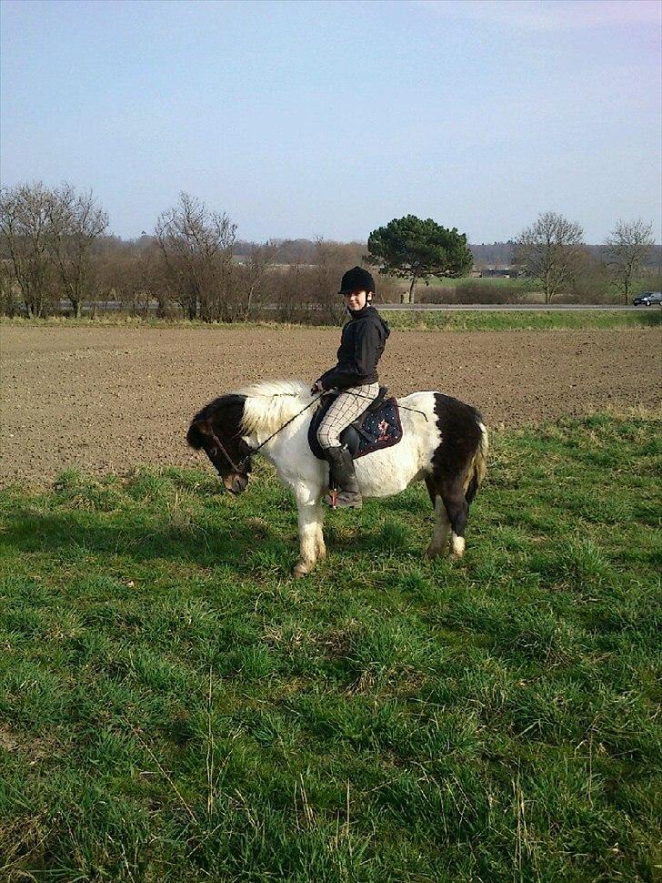 Anden særlig race Plet...<33 billede 16