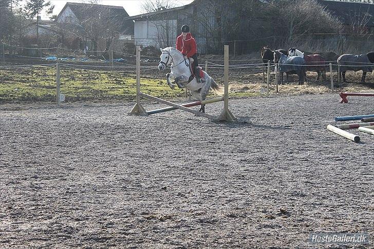 Welsh Pony (sec B) Bjerregård's Manja<3 (MullePiien)<3 - Hun elsker at springe :) billede 8