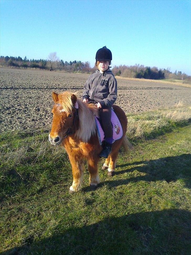 Shetlænder Lotta - *Nyt billede* billede 15