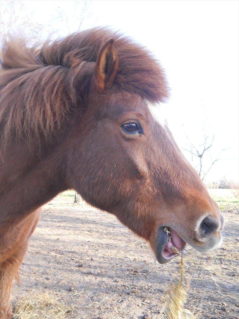 Islænder Friða fra Hellum  billede 15