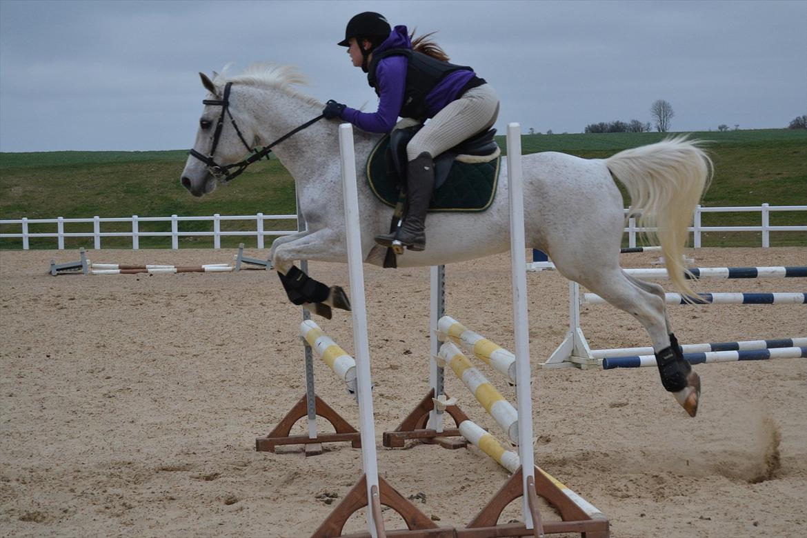 Hollandsk Sportspony Guido - Første udendørs træning :-) billede 4